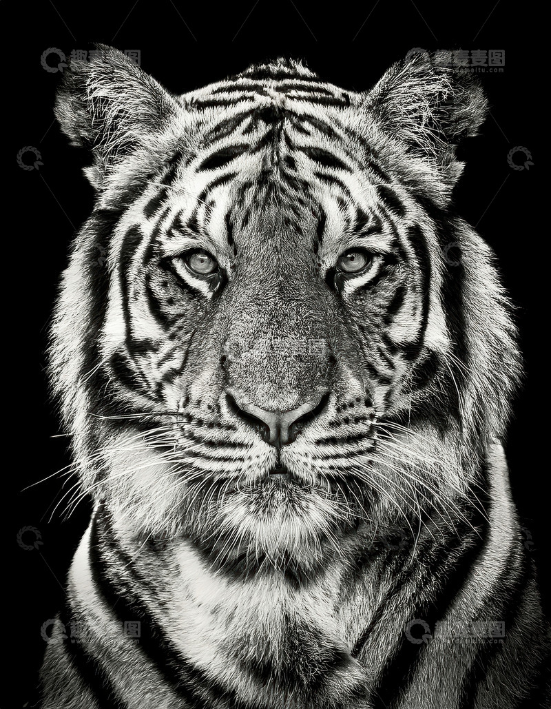 高清大图下载【趣麦麦图】黑背景下冷峻的老虎神态