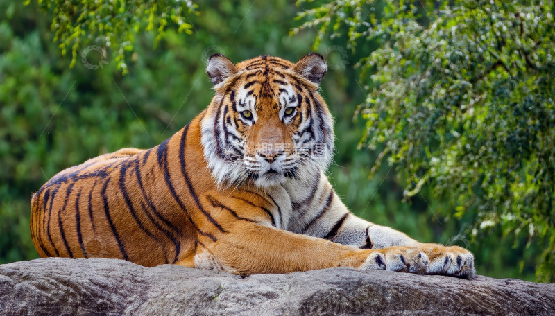 高清大图下载【趣麦麦图】绿树旁卧于石上的成年虎