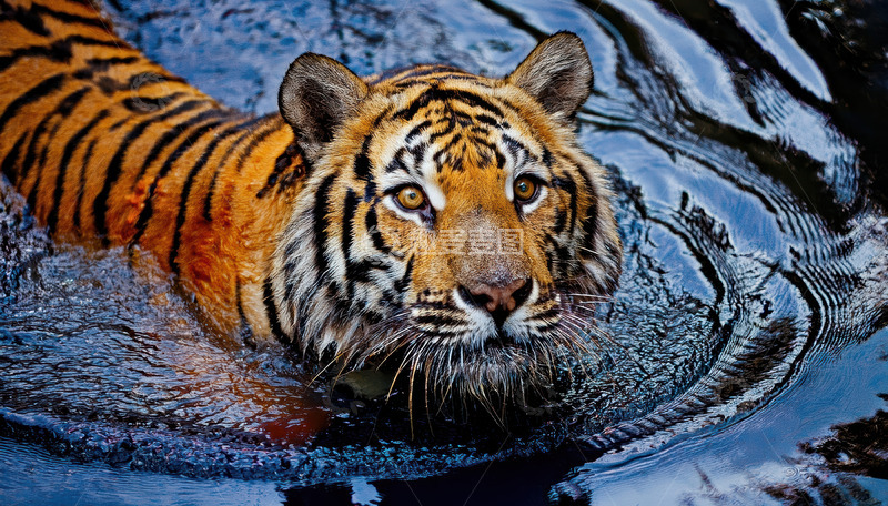 高清大图下载【趣麦麦图】碧波间老虎的悠然泳姿