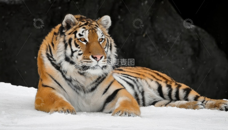 高清大图下载【趣麦麦图】雪境中休憩的强壮老虎