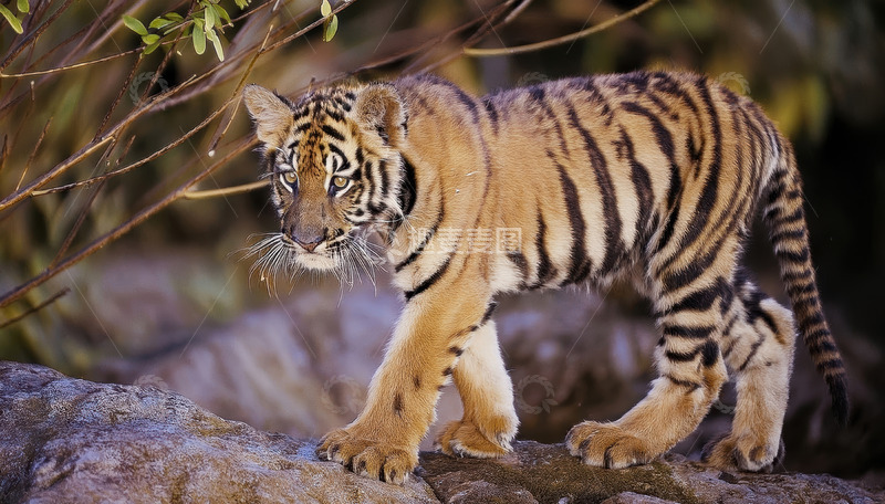 高清大图下载【趣麦麦图】石上幼虎稳步探索