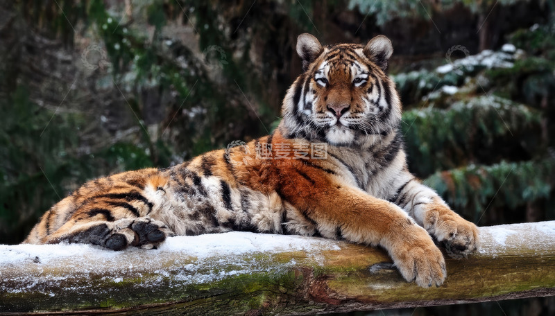 高清大图下载【趣麦麦图】覆雪木上趴卧的健壮老虎