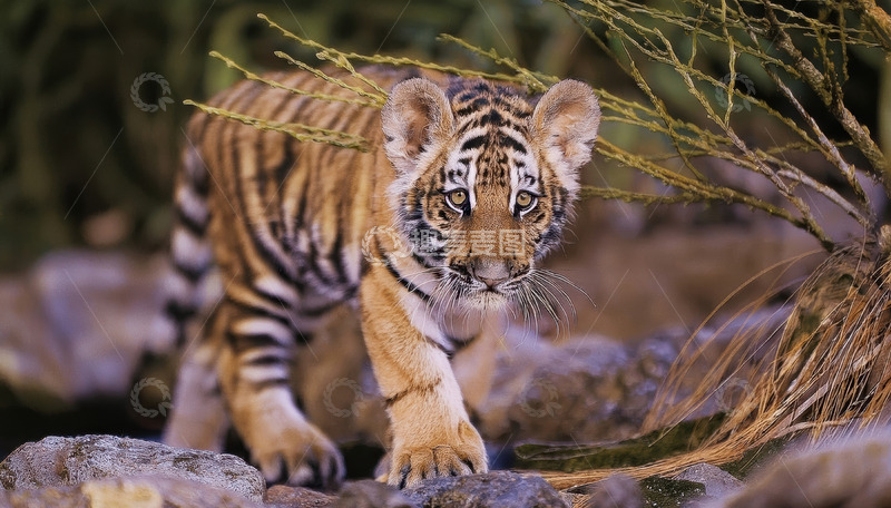 高清大图下载【趣麦麦图】石间幼虎探步前行