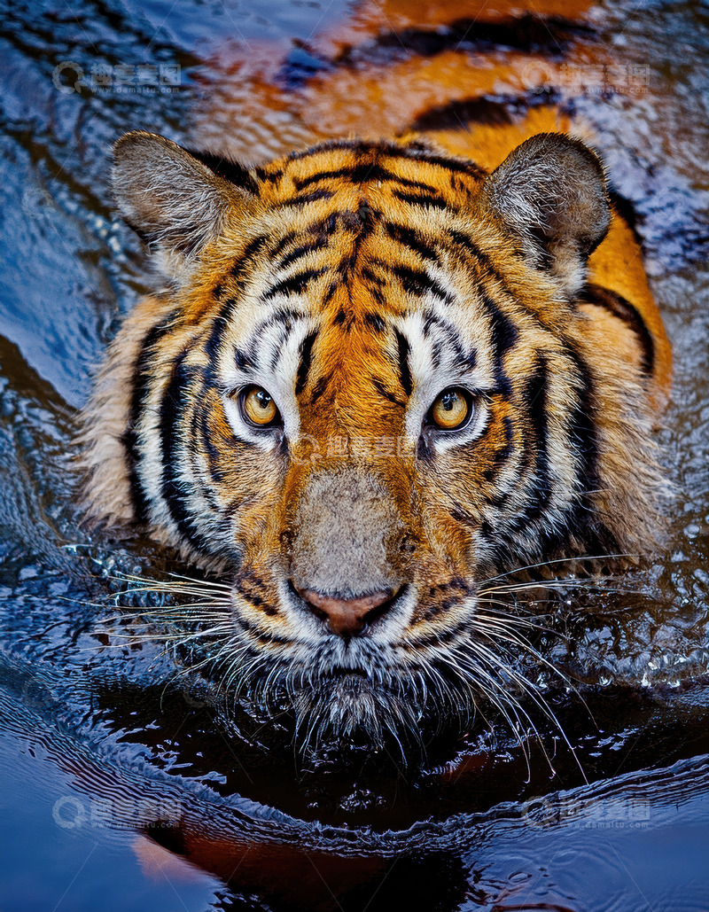 高清大图下载【趣麦麦图】水中老虎的专注神情老虎野生动物橙色