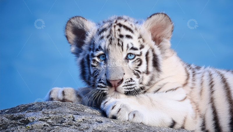 高清大图下载【趣麦麦图】蓝天下可爱的白虎幼崽姿态幼崽野生动物