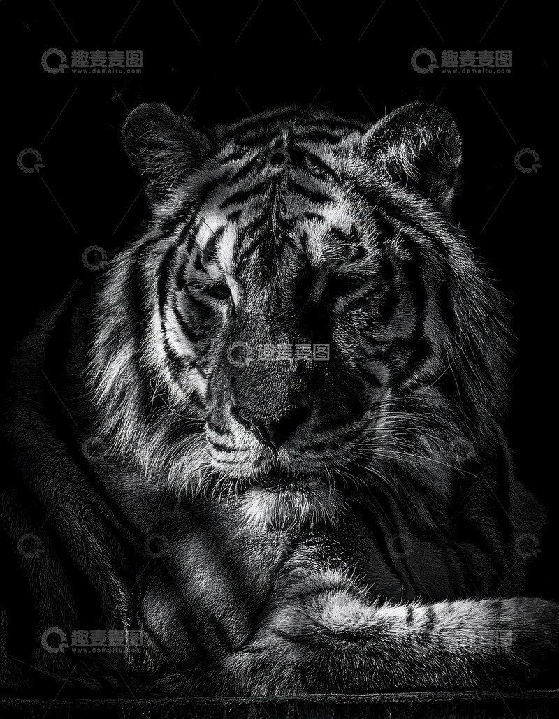 高清大图下载【趣麦麦图】黑调下威严的老虎特写