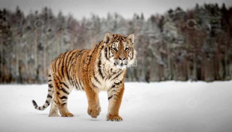 高清大图下载【趣麦麦图】雪地间老虎阔步