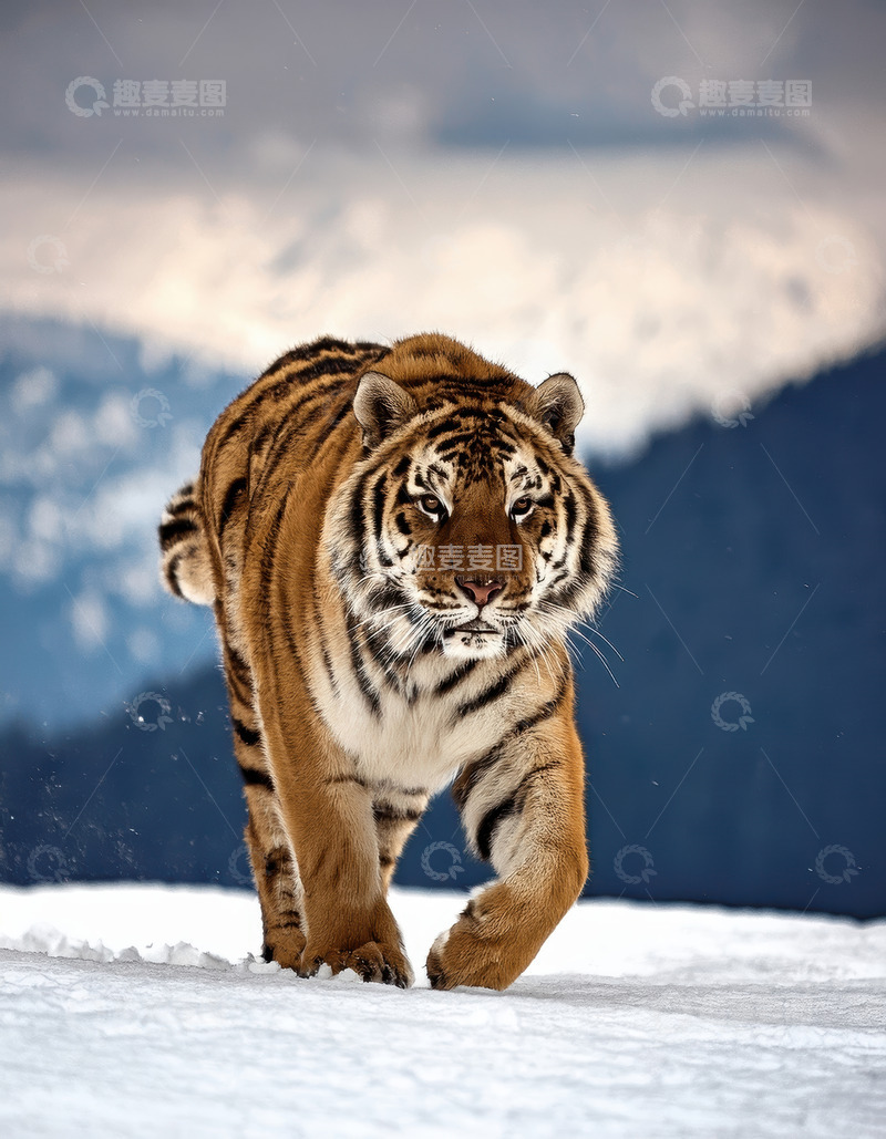 高清大图下载【趣麦麦图】雪野中疾行的老虎身姿
