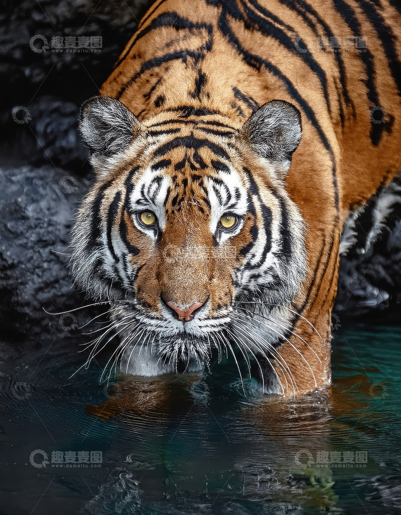 高清大图下载【趣麦麦图】水中老虎的专注神情条纹动态白色