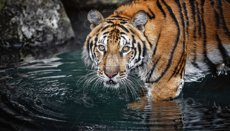 高清大图下载【趣麦麦图】水中伫立凝视的成年虎