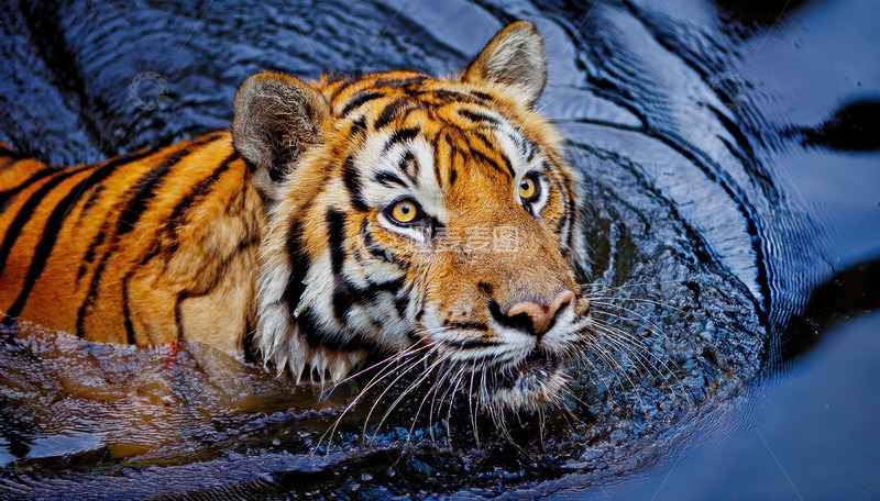 高清大图下载【趣麦麦图】水波中老虎的专注目光