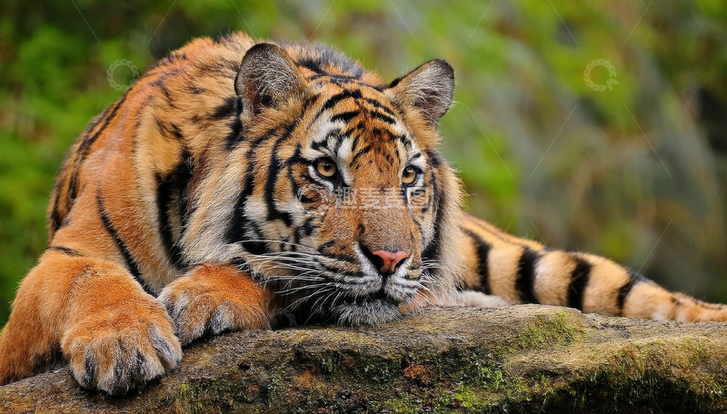 高清大图下载【趣麦麦图】绿岩上休憩的成年老虎白色成年静谧