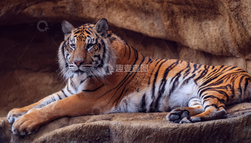 高清大图下载【趣麦麦图】岩洞中休憩的成年老虎