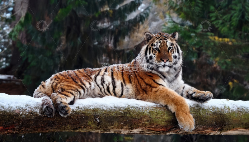 高清大图下载【趣麦麦图】雪木上休憩的强壮老虎