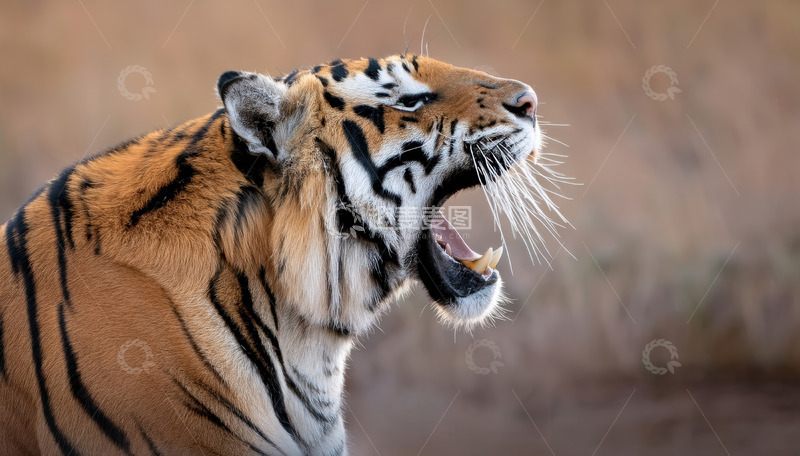 高清大图下载【趣麦麦图】虎啸荒野：张扬的野性释放