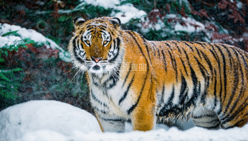 高清大图下载【趣麦麦图】雪境中凝视的老虎