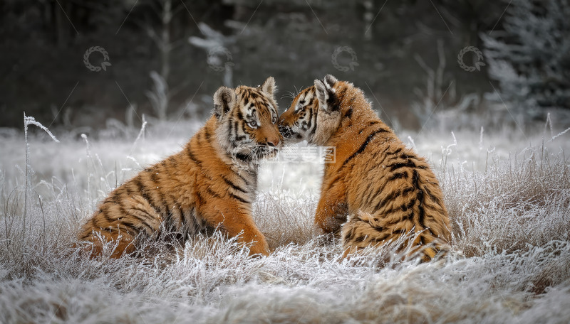 高清大图下载【趣麦麦图】雪地草丛中互动的虎崽白色稚嫩姿态