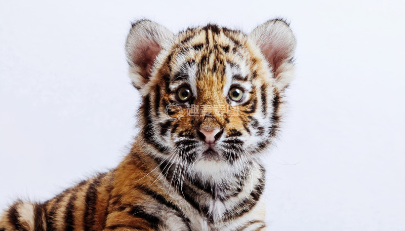 高清大图下载【趣麦麦图】天真张望的小老虎