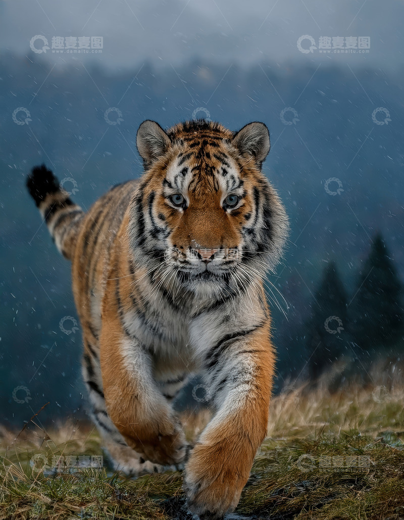 高清大图下载【趣麦麦图】雨中草地奔跑的老虎