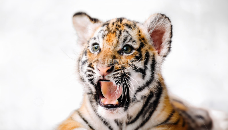 高清大图下载【趣麦麦图】雪地中张嘴的可爱幼虎