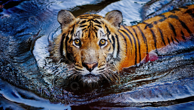 高清大图下载【趣麦麦图】水中老虎的坚毅神情