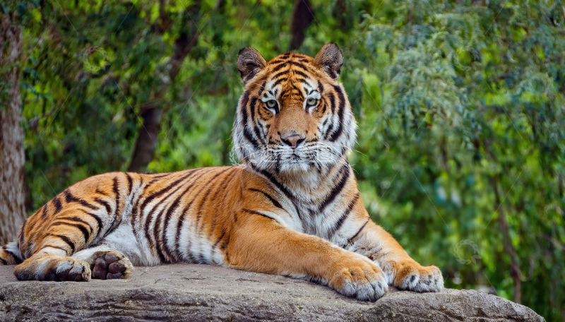 高清大图下载【趣麦麦图】翠林边休憩的成年老虎