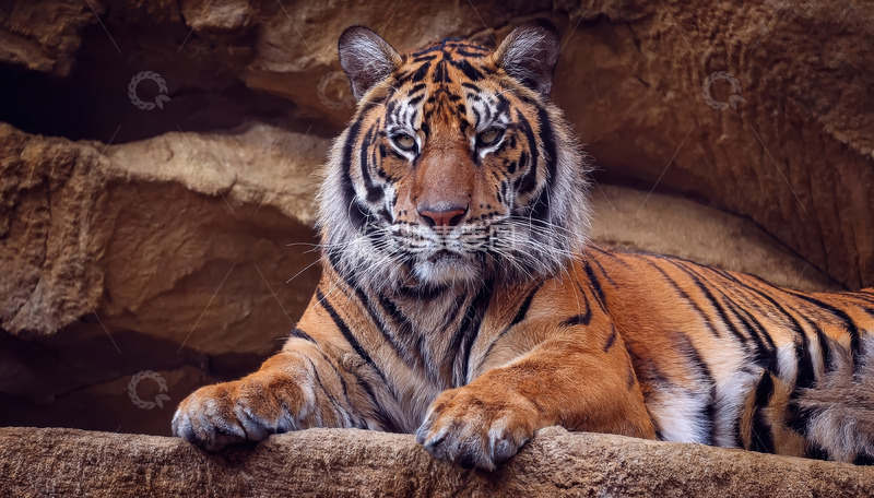高清大图下载【趣麦麦图】岩前静卧的成年斑斓虎