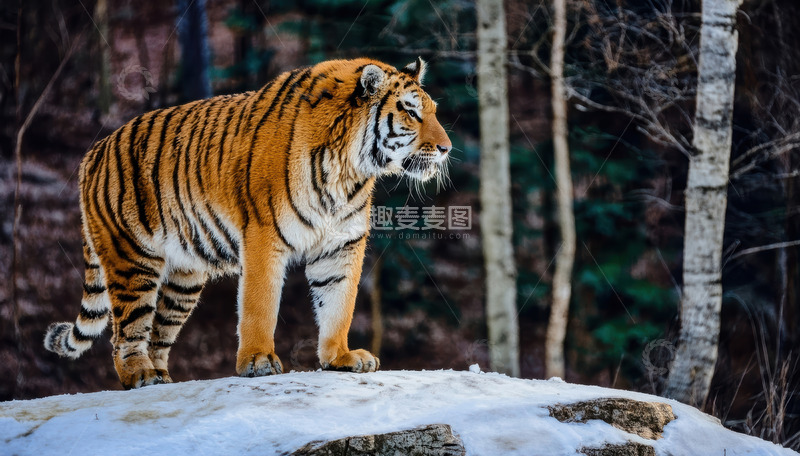 高清大图下载【趣麦麦图】雪地林间站立巡视的老虎