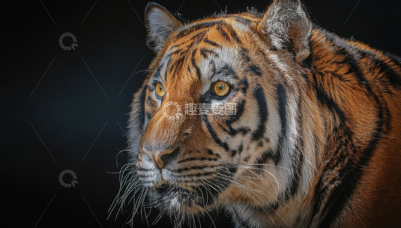 高清大图下载【趣麦麦图】暗调中老虎的侧颜凝视