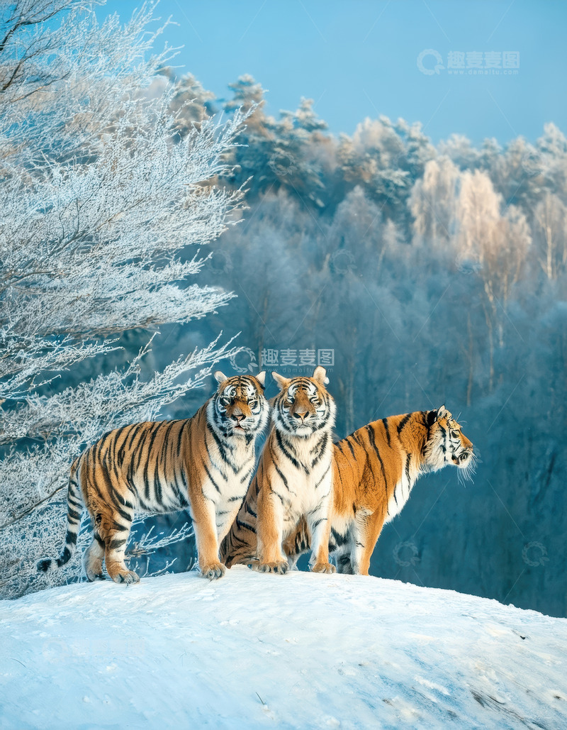 高清大图下载【趣麦麦图】雪山上三只老虎的守望