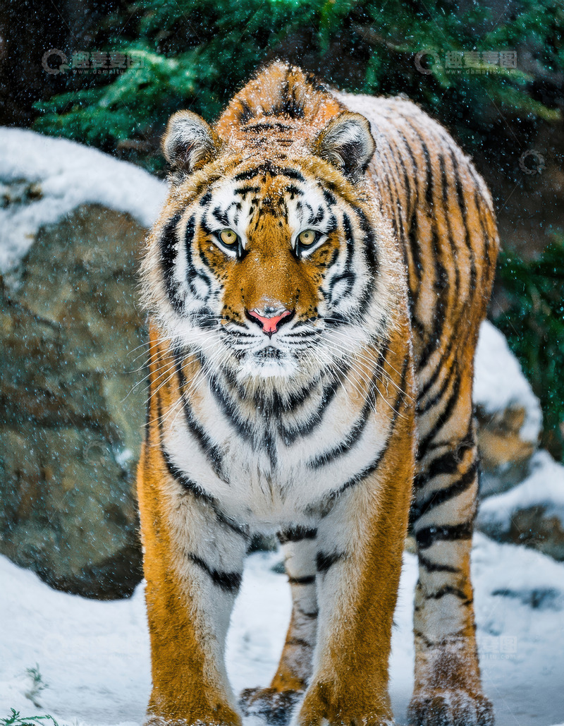 高清大图下载【趣麦麦图】雪境中沉稳前行的老虎