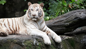 林间石上白虎静卧