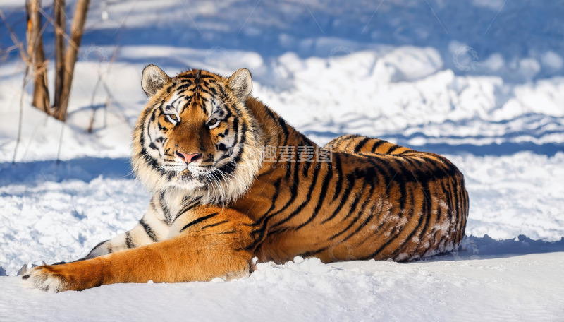 高清大图下载【趣麦麦图】雪地中休憩的威猛老虎