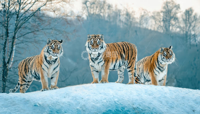 高清大图下载【趣麦麦图】雪地上三只老虎的守望