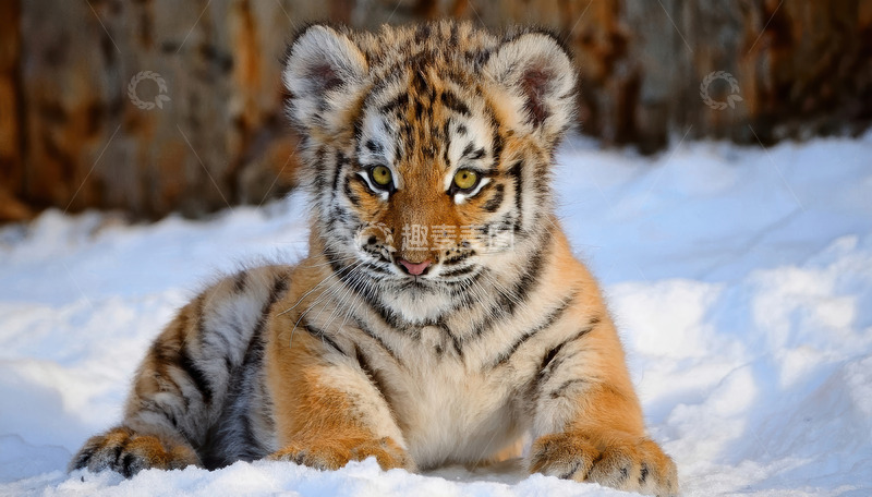 高清大图下载【趣麦麦图】雪地中静卧的可爱幼虎