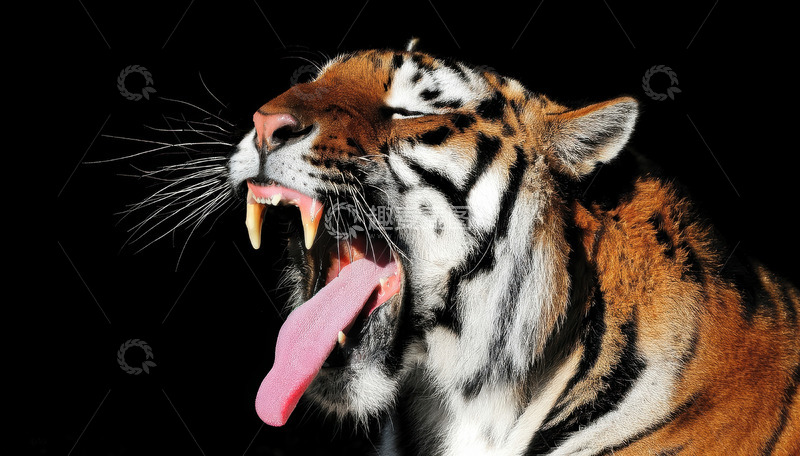 高清大图下载【趣麦麦图】黑幕下老虎的咆哮瞬间