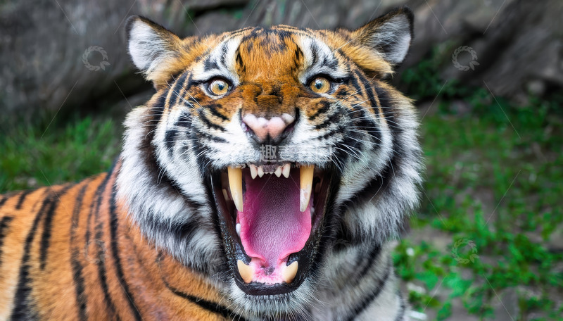 高清大图下载【趣麦麦图】怒张虎口：震慑的凶猛瞬间