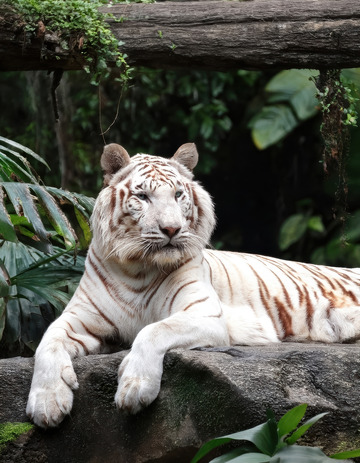 绿丛中休憩的白虎