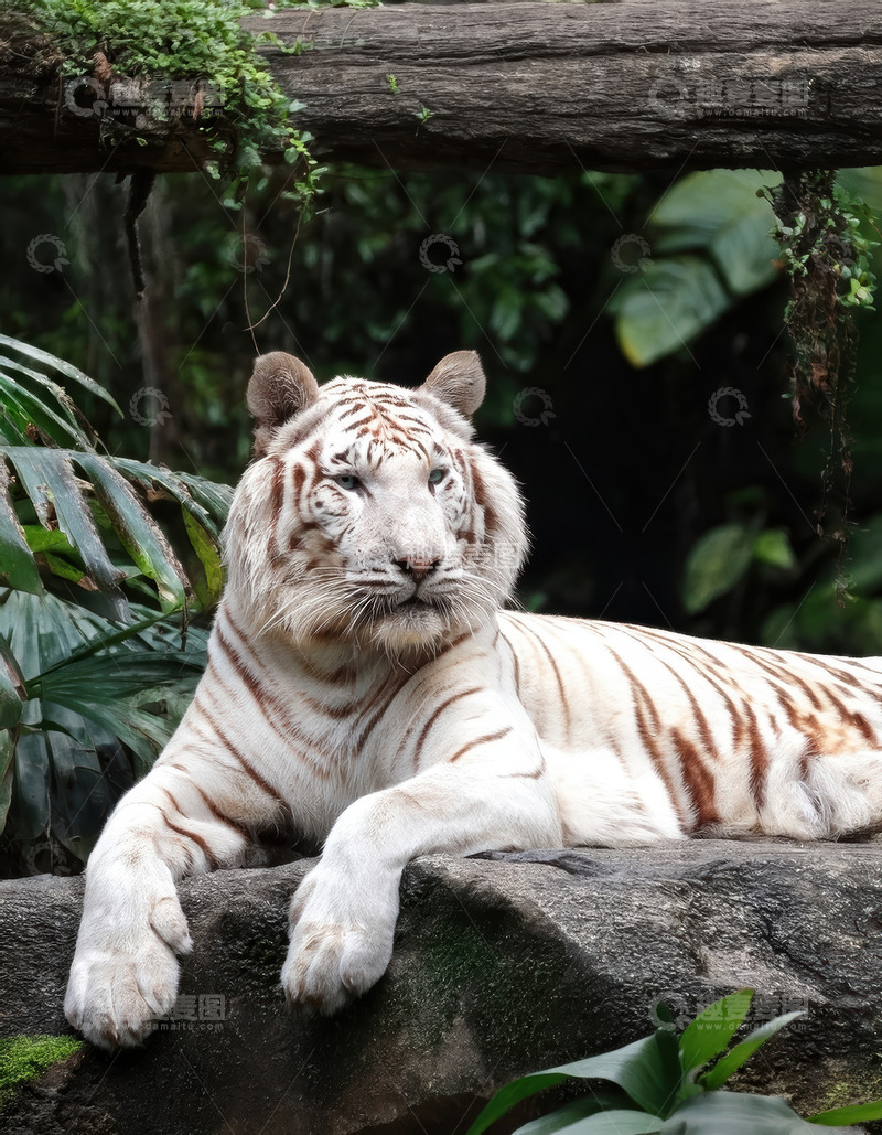 高清大图下载【趣麦麦图】绿丛中休憩的白虎
