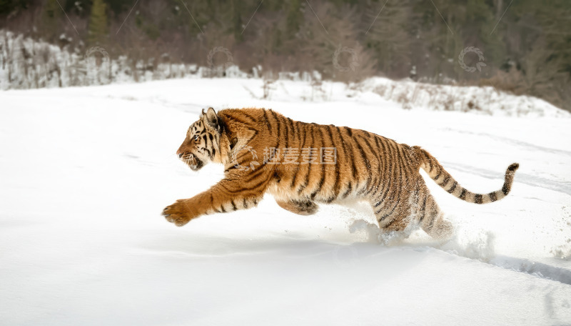 高清大图下载【趣麦麦图】雪地中老虎腾跃