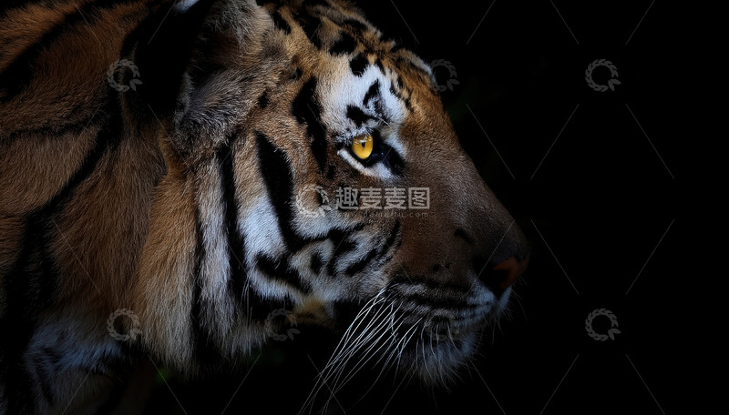 高清大图下载【趣麦麦图】黑夜中冷峻侧立的老虎