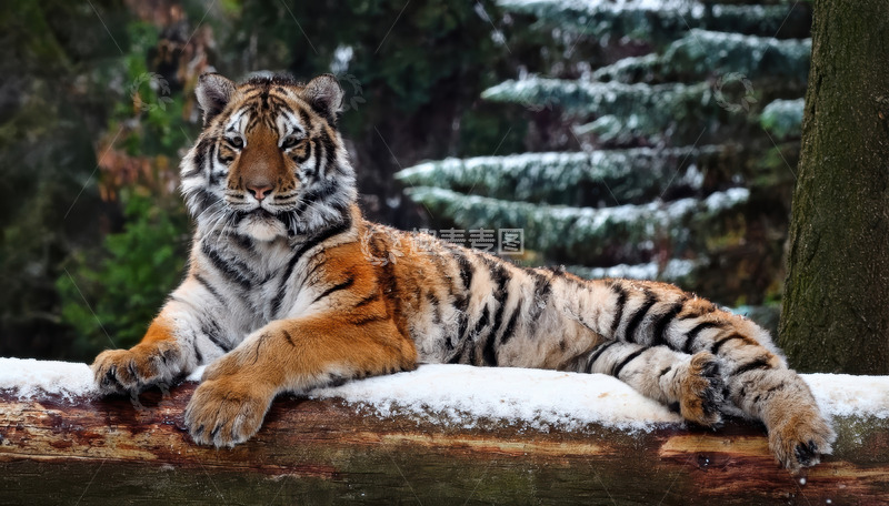 高清大图下载【趣麦麦图】积雪木上侧卧的老虎