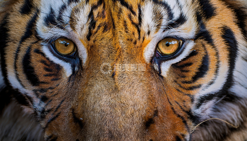 高清大图下载【趣麦麦图】虎目凝视：野性的目光聚焦