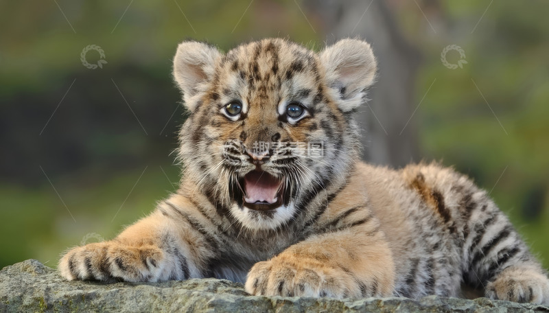 高清大图下载【趣麦麦图】石上张着嘴的可爱虎宝宝