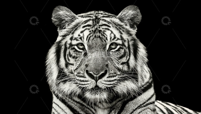 高清大图下载【趣麦麦图】黑白影像中的威严虎容
