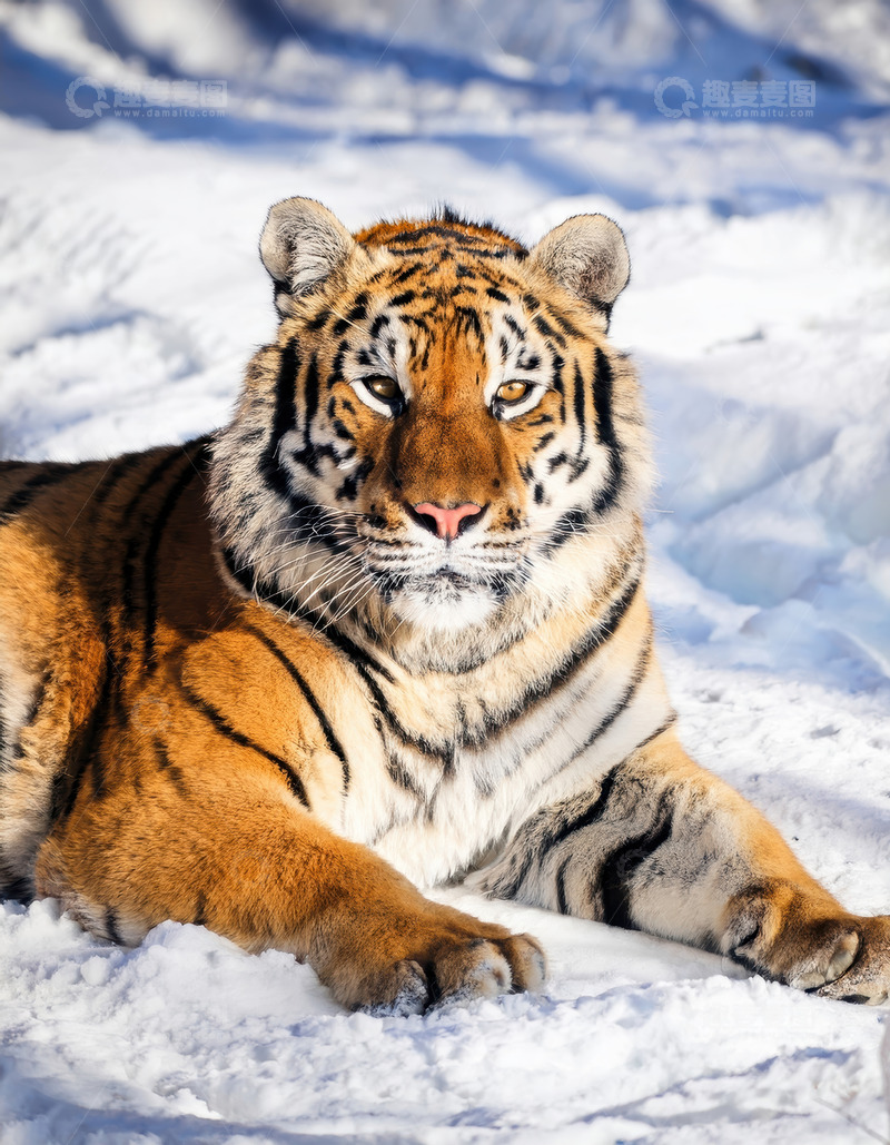 高清大图下载【趣麦麦图】雪地中休憩的老虎