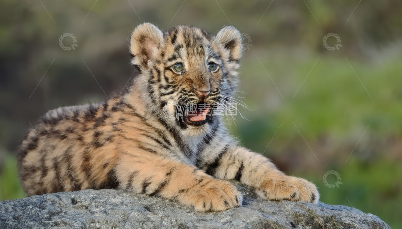 高清大图下载【趣麦麦图】石上憨态可掬的幼虎