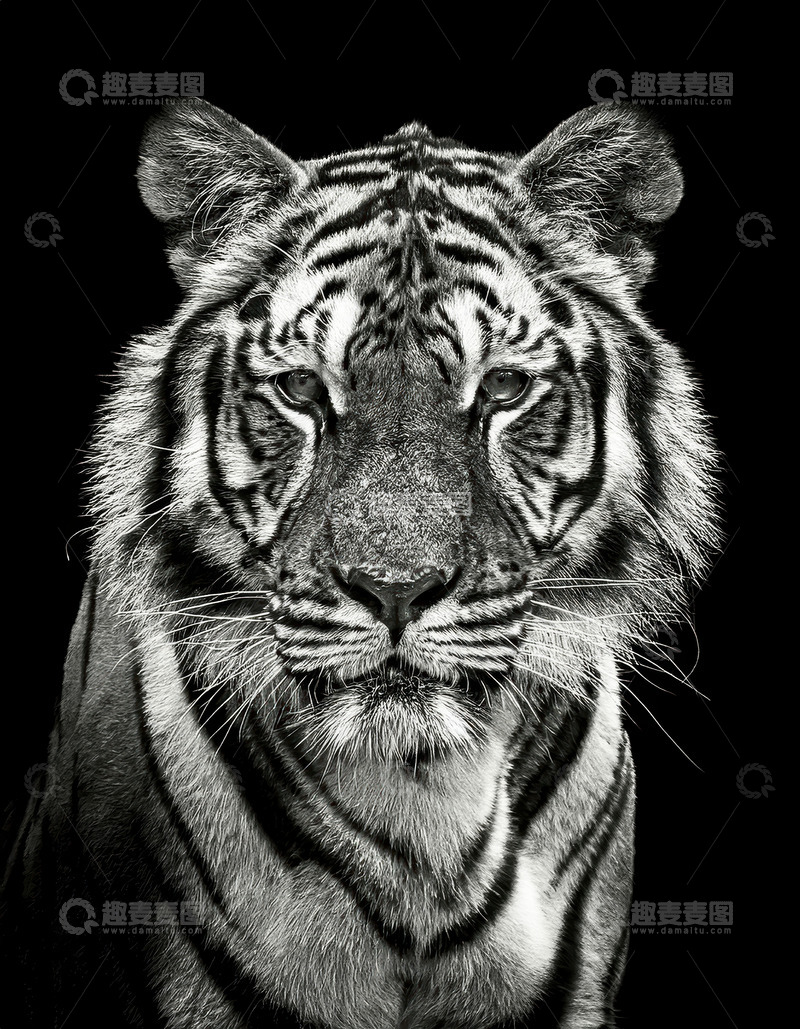 高清大图下载【趣麦麦图】黑调中威严的老虎特写