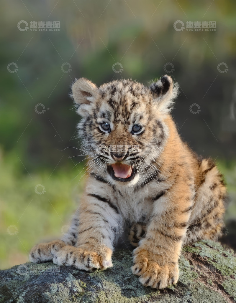 高清大图下载【趣麦麦图】石上张嘴的萌态小老虎