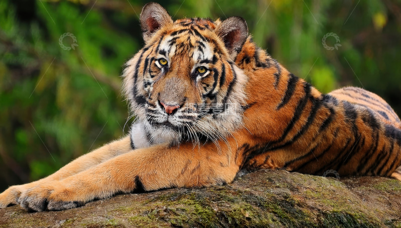 高清大图下载【趣麦麦图】翠岩旁静卧的健壮老虎静卧黑色老虎